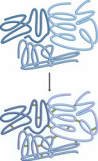 1.1.1FixingProteins-1